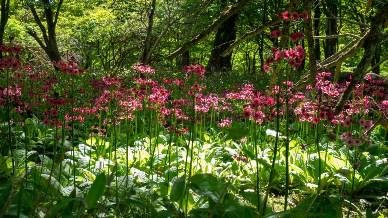 初心者向け】高山植物は落花であっても持ち帰りは禁止。落葉落枝にも注意が必要 | 登山TV